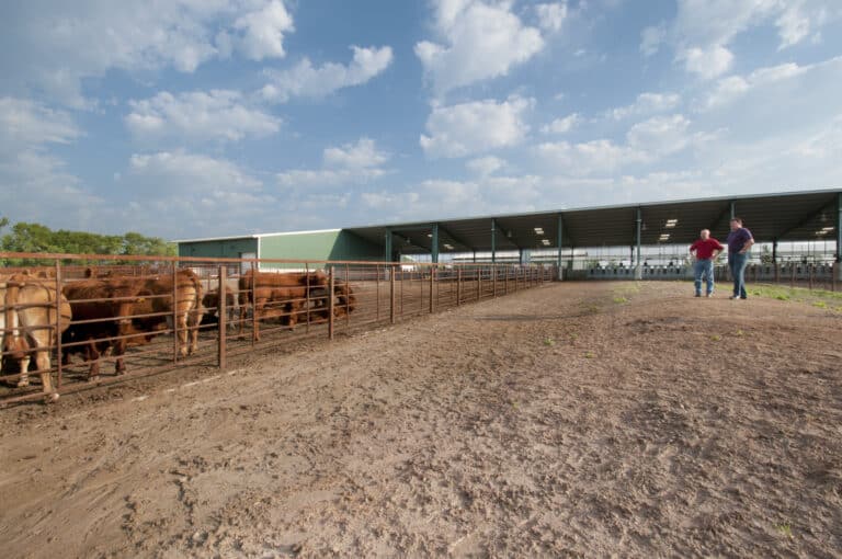 North Dakota State University Beef Research Center