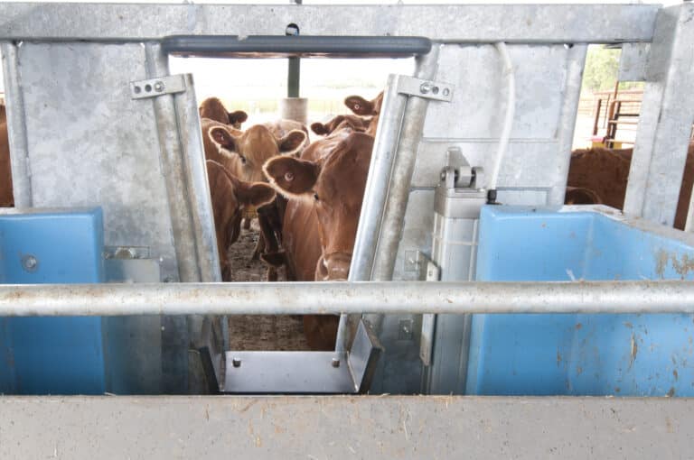 North Dakota State University Beef Research Center